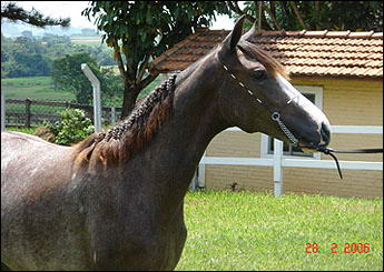 ROMA DO A.E.J