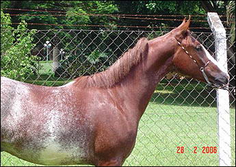 QUIXOTE DO A.E.J