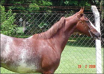 QUIXOTE DO A.E.J
