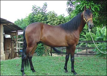 ZÊ DO RB