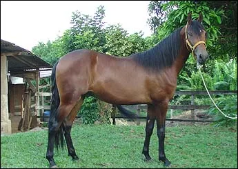 ZÊ DO RB
