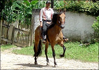 GUAPO DAS MARIAS