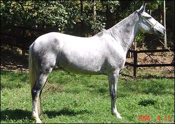 FEITICEIRA DO RANCHO DO ACASO