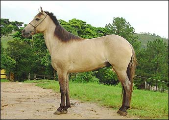 BARÃO DO ARANHA