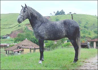 VIGO DA ALPA