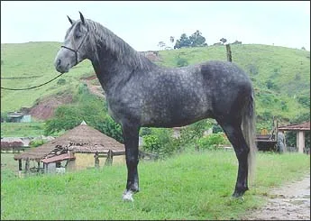 VIGO DA ALPA