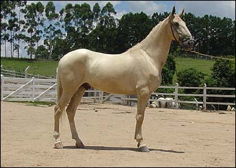ZINABRE DO CAMPO NOVO