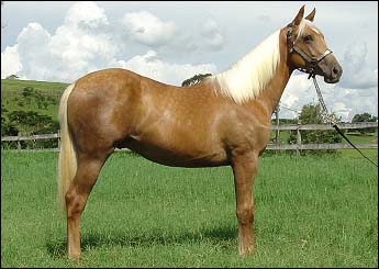ROYAL GOLDEN DOC