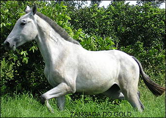 ZANGADA DO GOLD