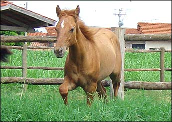 GOLDEN LITTLE ENC