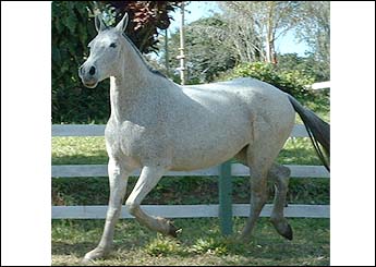 CANDIDATA DO HORIZONTE