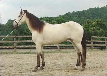 BEBE RC