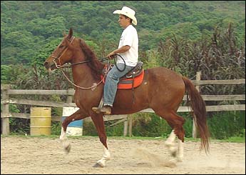 TIGRÃO RC
