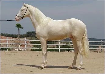 XALI ZIM