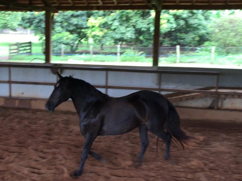 XIRRAH DO AZEREDO