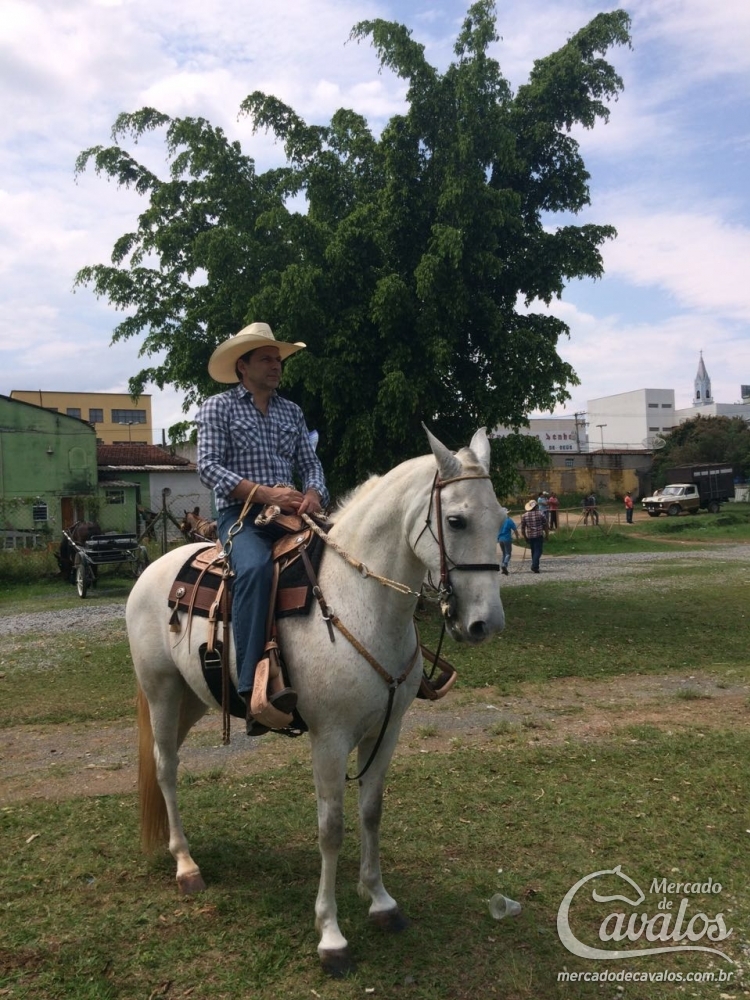 BRASÃO DO GAISLER