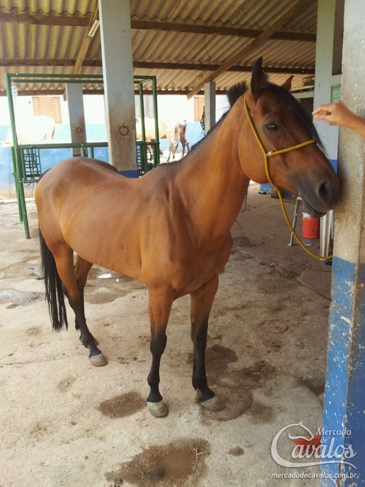 ZORRERA DOCKIE ZZO