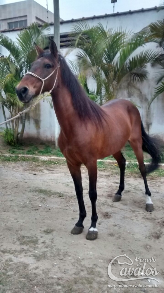 CELEBRIDADE