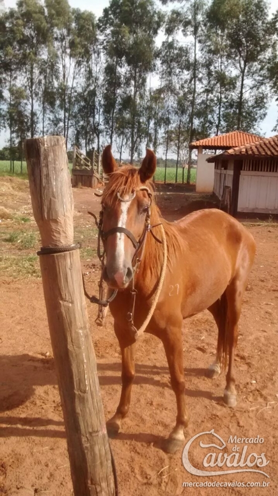 FAVORITA  - "LANDAU"