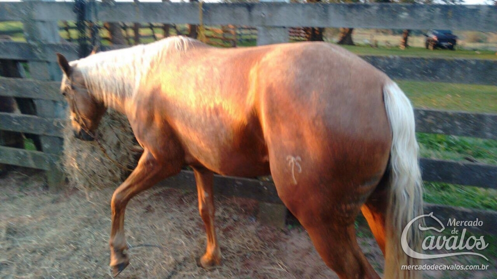 MARESIA BRTI