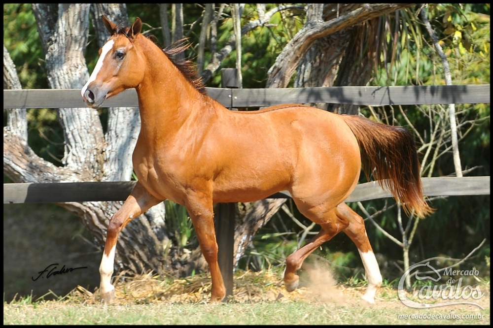 BAY BROWN TYT