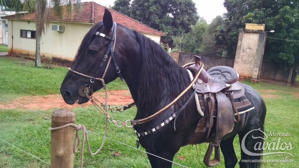 DIAMANTE NEGRO