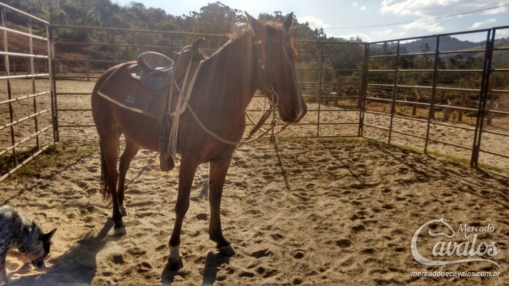 APACHE