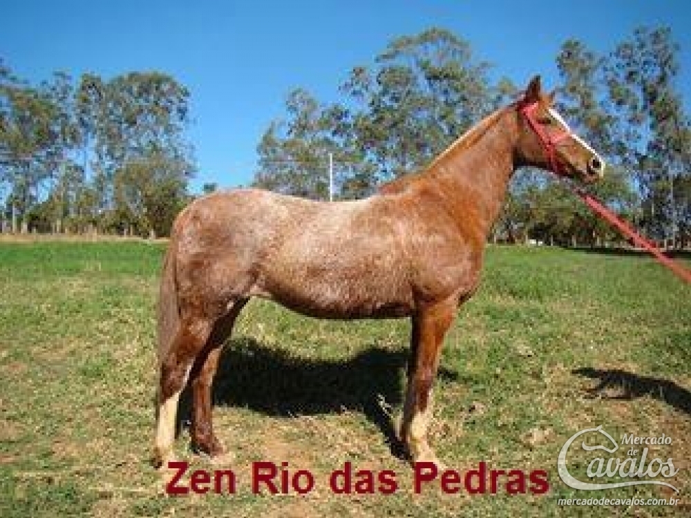 ZEN RIO DAS PEDRAS
