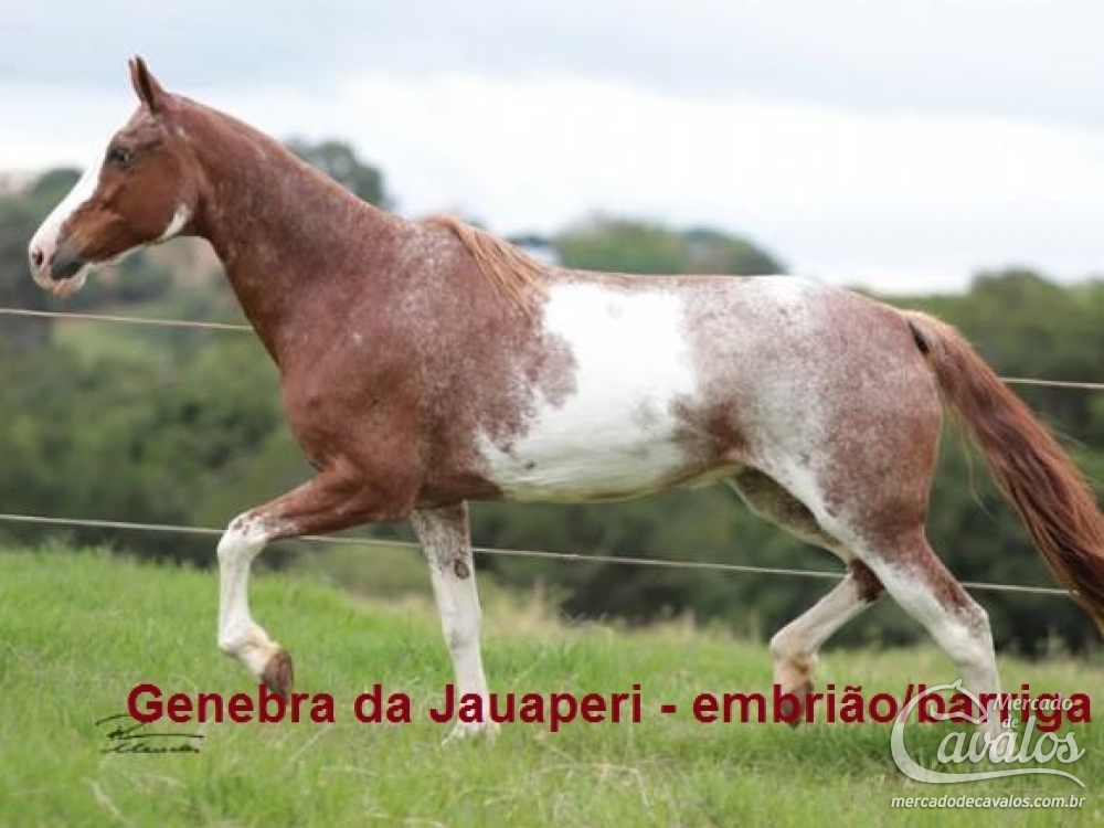 GENEBRA DA JAUAPERI