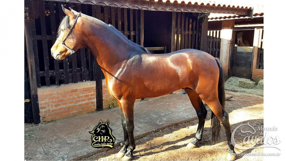 CONHAQUE CHR