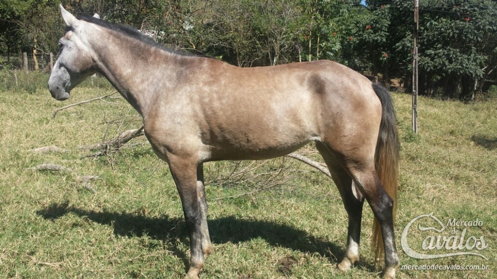 ANIMAL ROUBADO - ALERTA