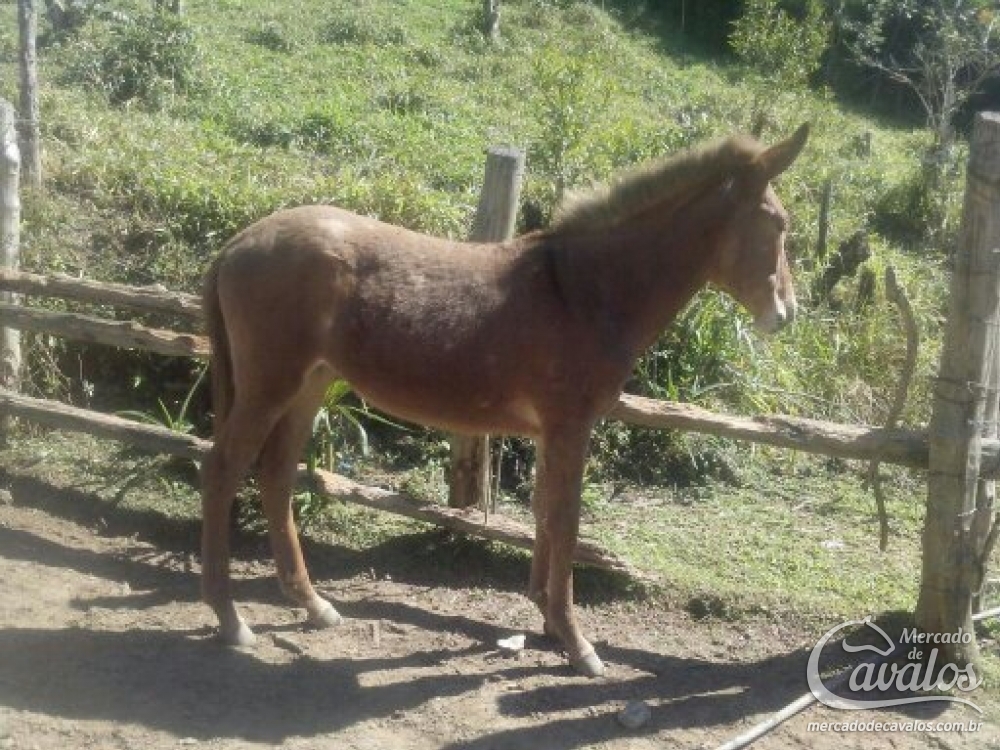 DENGOSA SETE QUEDAS