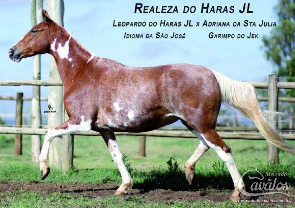 REALEZA DO HARAS JL