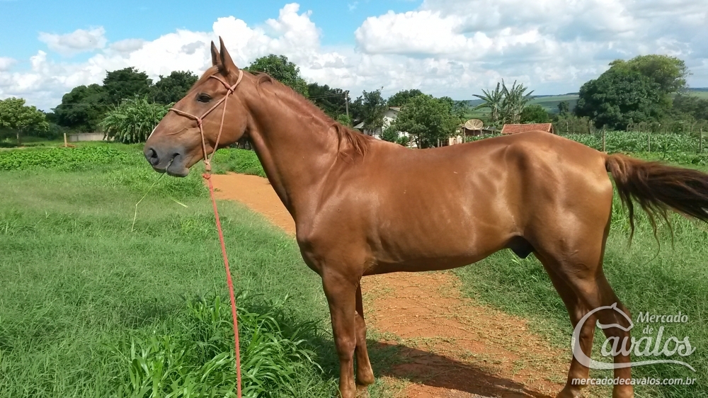 NOCAUTE DO CAMPARAL