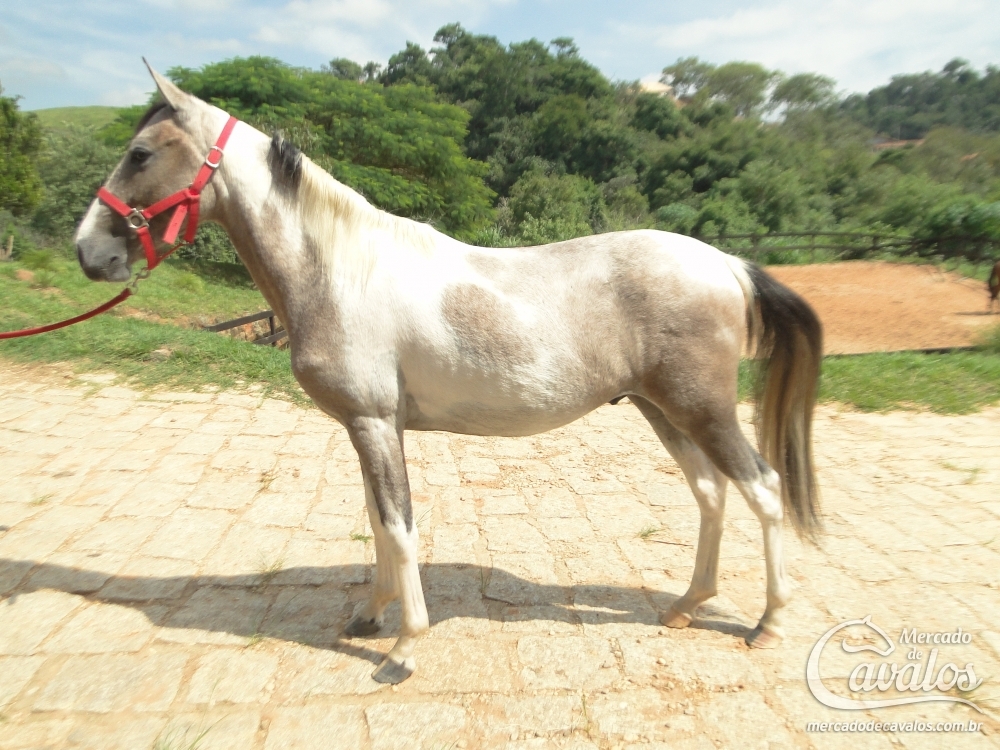 GLADIADOR