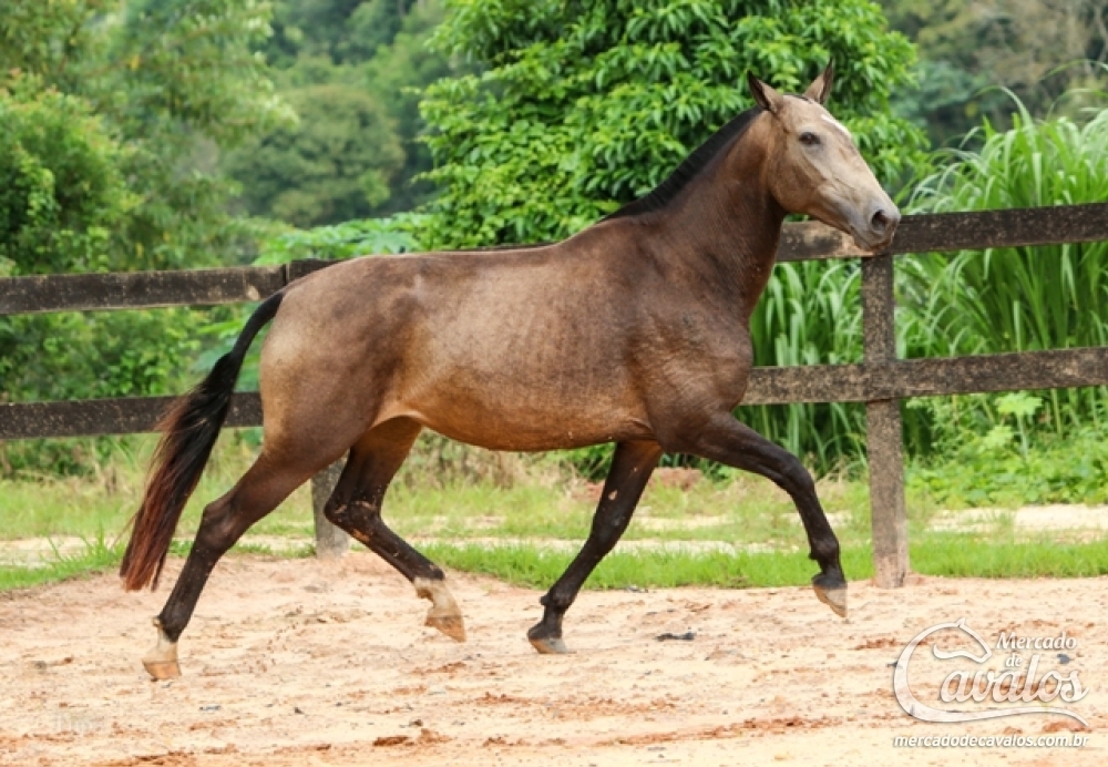GAIA DA LEOPOLDINA