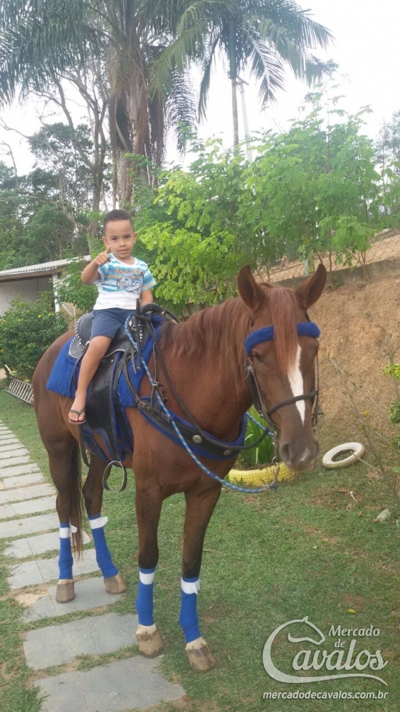 TAINHA