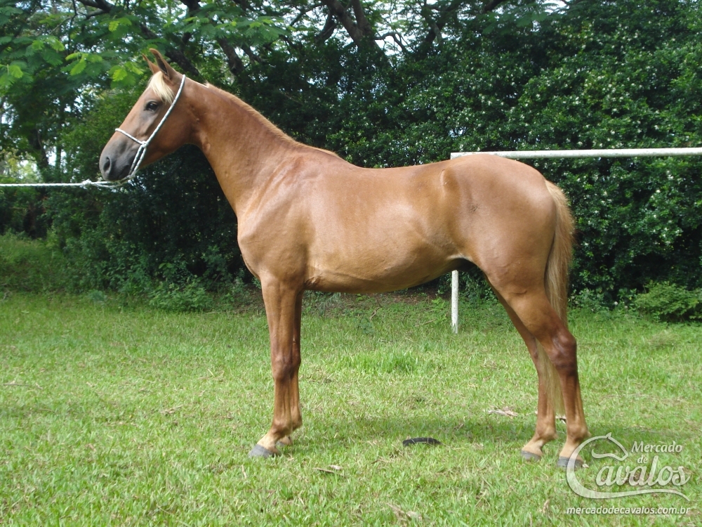 XERXES