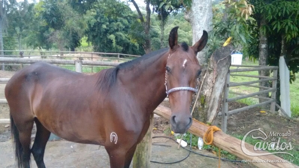 ELEKTRA BURITIZEIRO