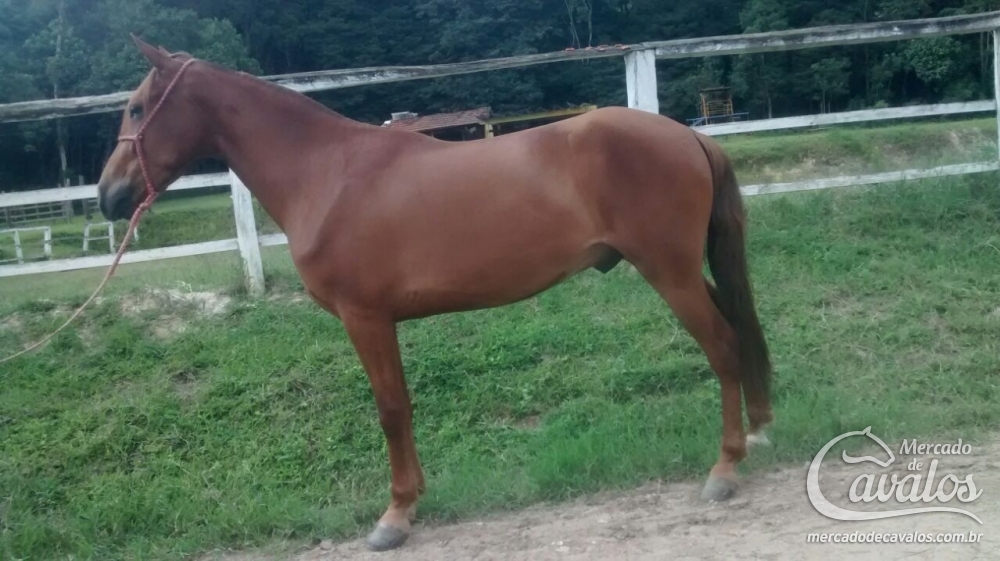 CARAMELO DO ZANTUN