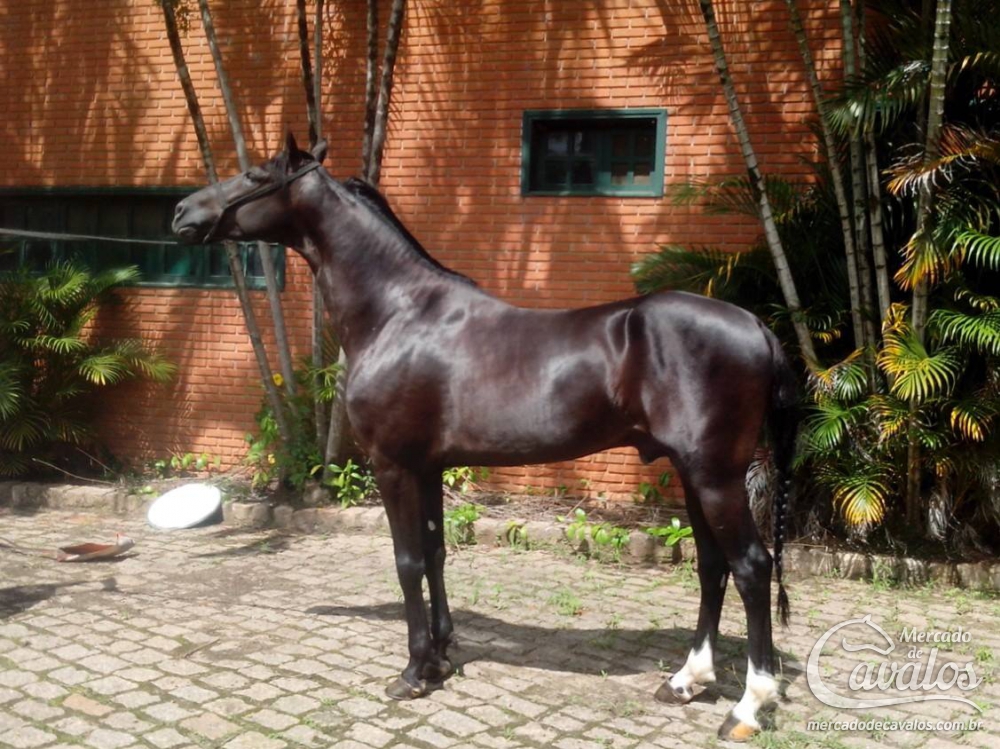 NEVOEIRO OBC