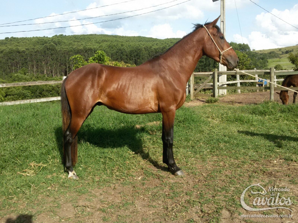 GUAPO DO MAVELINO