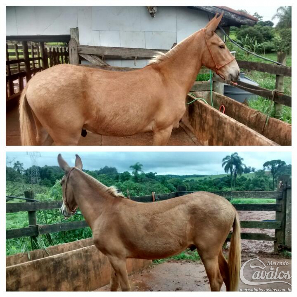 DIAMANTE DAS TRÊS PEDRAS
