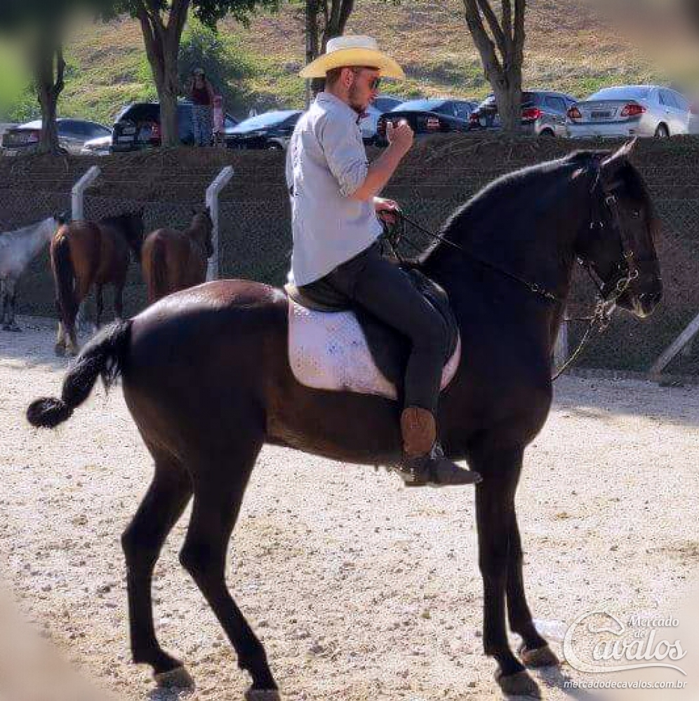 DANCARINO MR