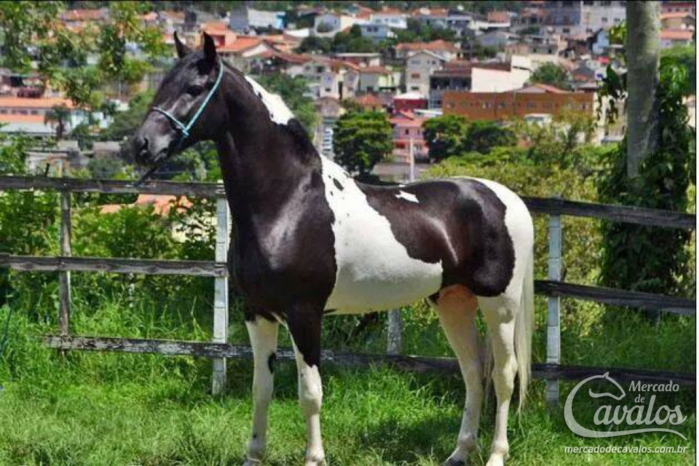 MARECHAL DO ORGIN
