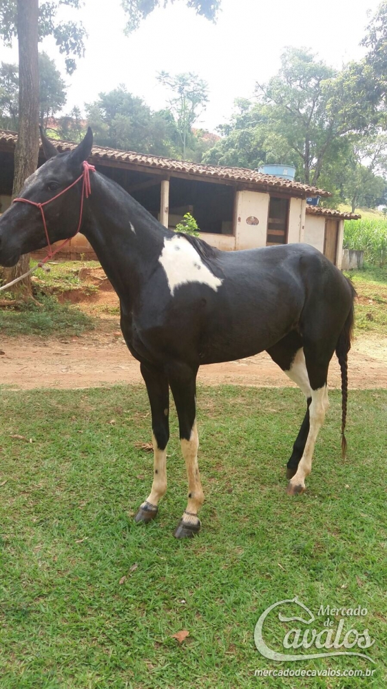 ESTRELA LUANI