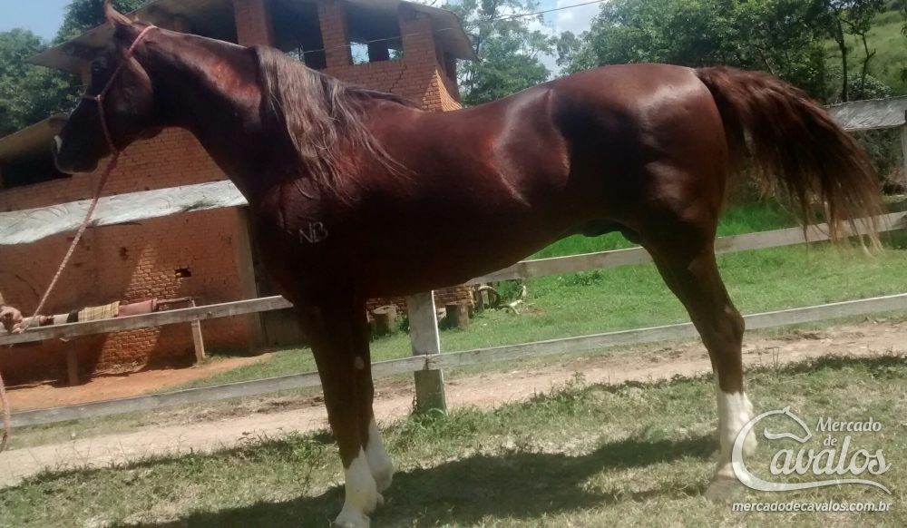 ETRUSCO NLB (T.E.)