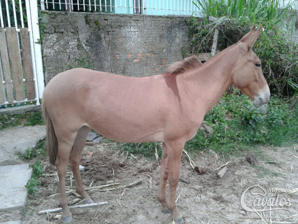 FIORELA LF