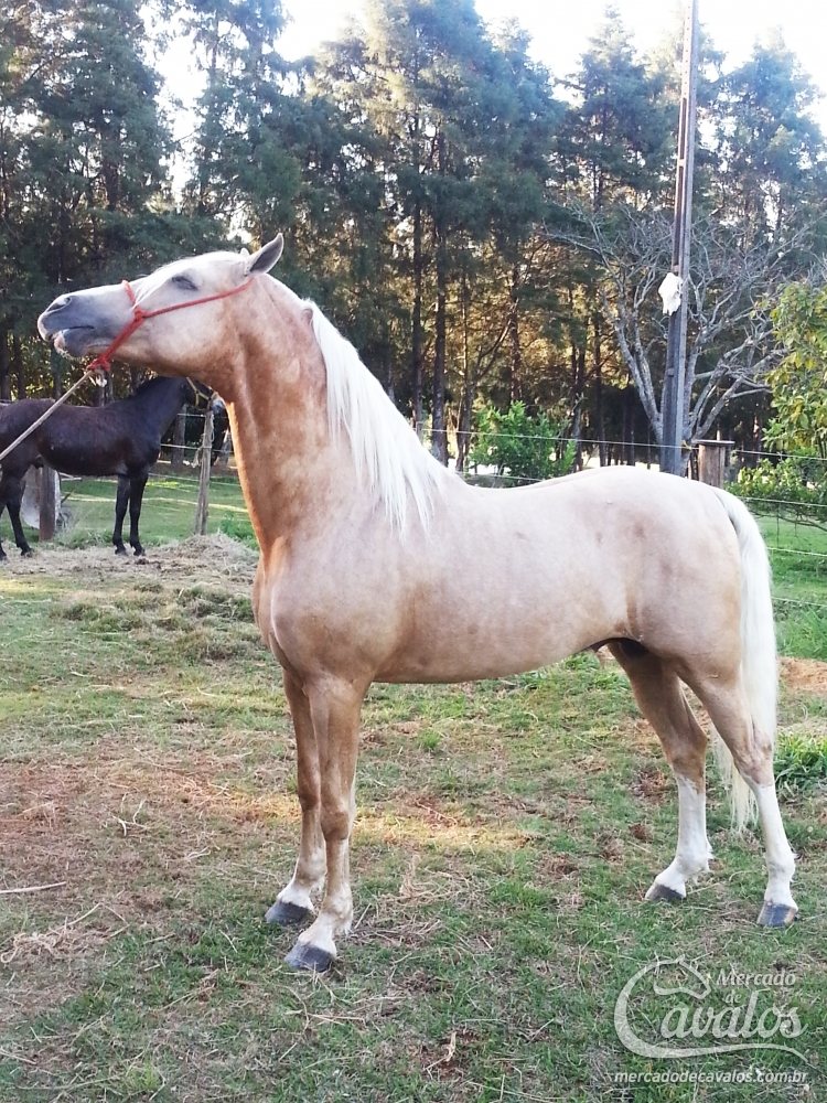 CALIFA SOPRANO