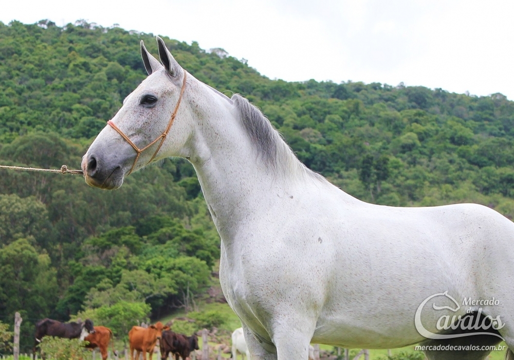 SERTANEJO DO RASF